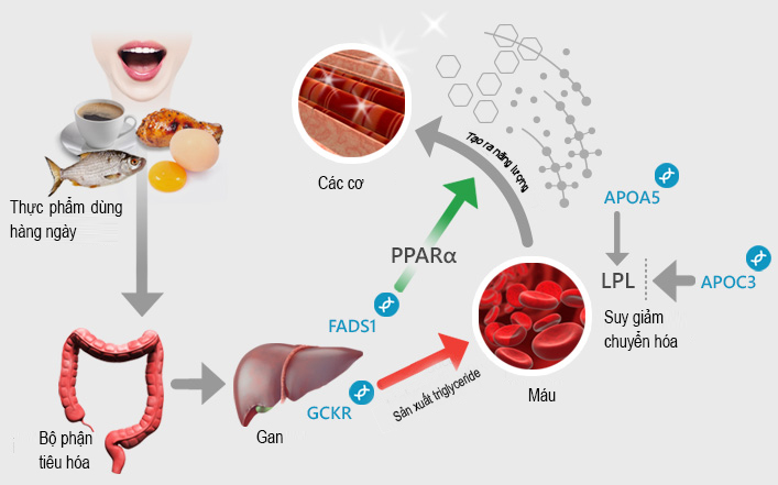 chi-so-triglyceride-trong-mo-mau-va-benh-tim-mach-1